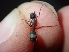 Camponotus chromaiodes