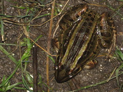Leptodactylus luctator