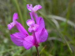 Polygala major