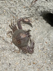 Persephona aquilonaris