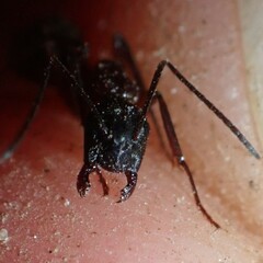 Camponotus chromaiodes