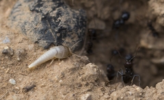 Lepismatidae