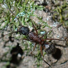 Camponotus chromaiodes