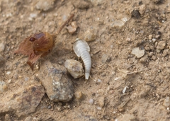 Lepismatidae