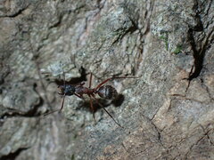 Camponotus chromaiodes