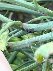 Collops quadrimaculatus