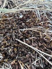 Syntrichia ruralis