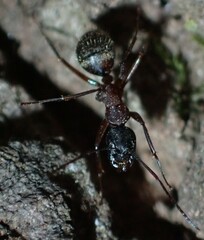 Camponotus chromaiodes