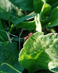 Myrmica