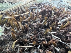 Syntrichia ruralis