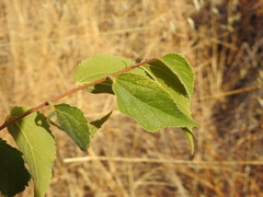 Celtis australis
