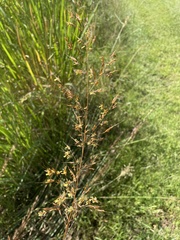 Sorghastrum