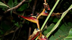 Leptoscelis militaris