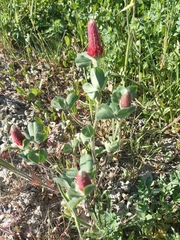 Trifolium incarnatum
