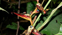 Leptoscelis militaris