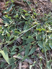Calystegia subacaulis