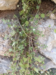 Veronica cymbalaria