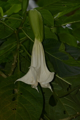 Brugmansia