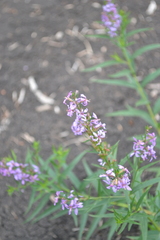 Lythrum virgatum