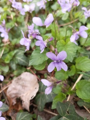 Viola reichenbachiana