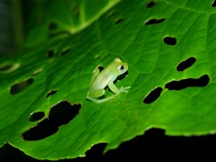 Centrolenidae