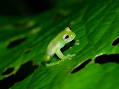 Centrolenidae