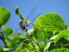Cordulegaster bidentata