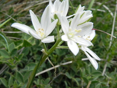 Ornithogalum