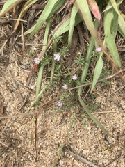 Spergularia rubra