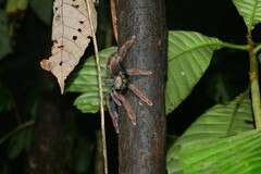 Psalmopoeus ecclesiasticus