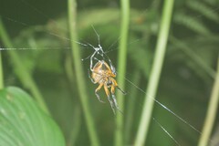Eriophora fuliginea