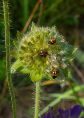 Carpocoris