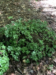 Pachysandra terminalis