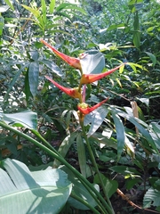 Heliconia latispatha