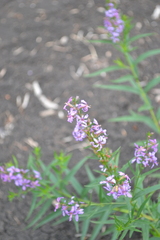Lythrum virgatum