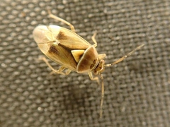 Orthops campestris
