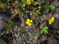 Potentilla anglica