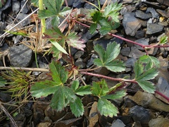 Potentilla anglica