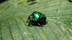 Oxysternon conspicillatum