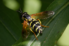 Chrysotoxum festivum