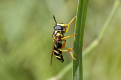 Chrysotoxum festivum
