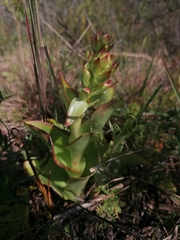 Satyrium odorum