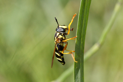 Chrysotoxum festivum