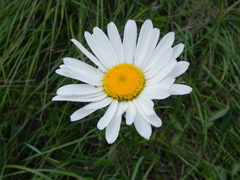 Leucanthemum heterophyllum
