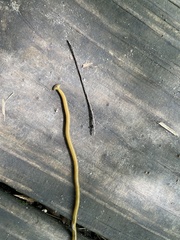 Diversibipalium multilineatum