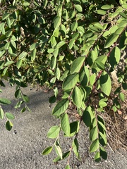Cotoneaster coriaceus