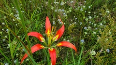Lilium catesbaei