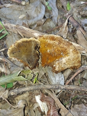 Inonotus