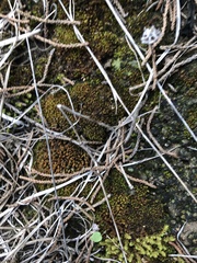 Xanthocarpia feracissima