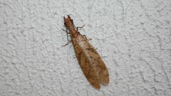 Megaloptera